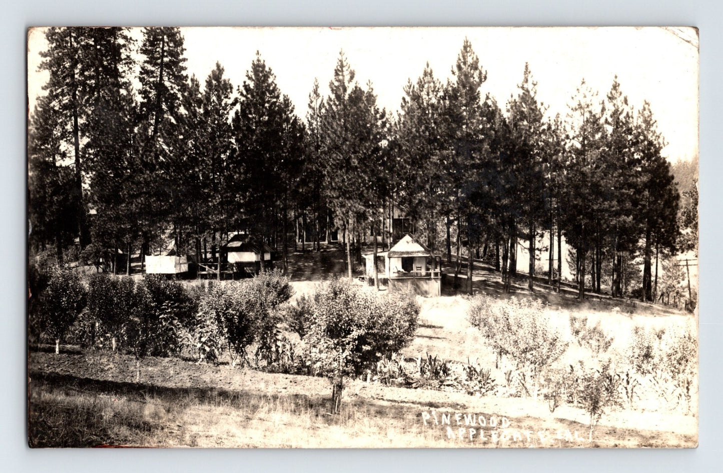 Applegate California Pinewood Resort 1916 RPPC Postcard Posted Divided Back