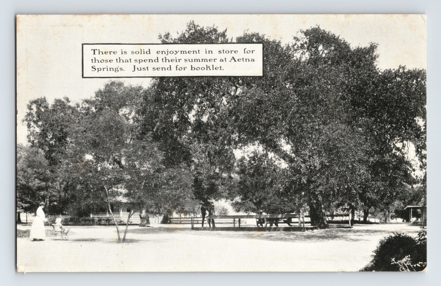 Pope Valley California Aetna Springs Resort oak trees horse carriage early resort grounds pre 1907 postcard