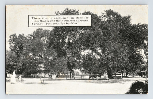 Pope Valley California Aetna Springs Resort oak trees horse carriage early resort grounds pre 1907 postcard